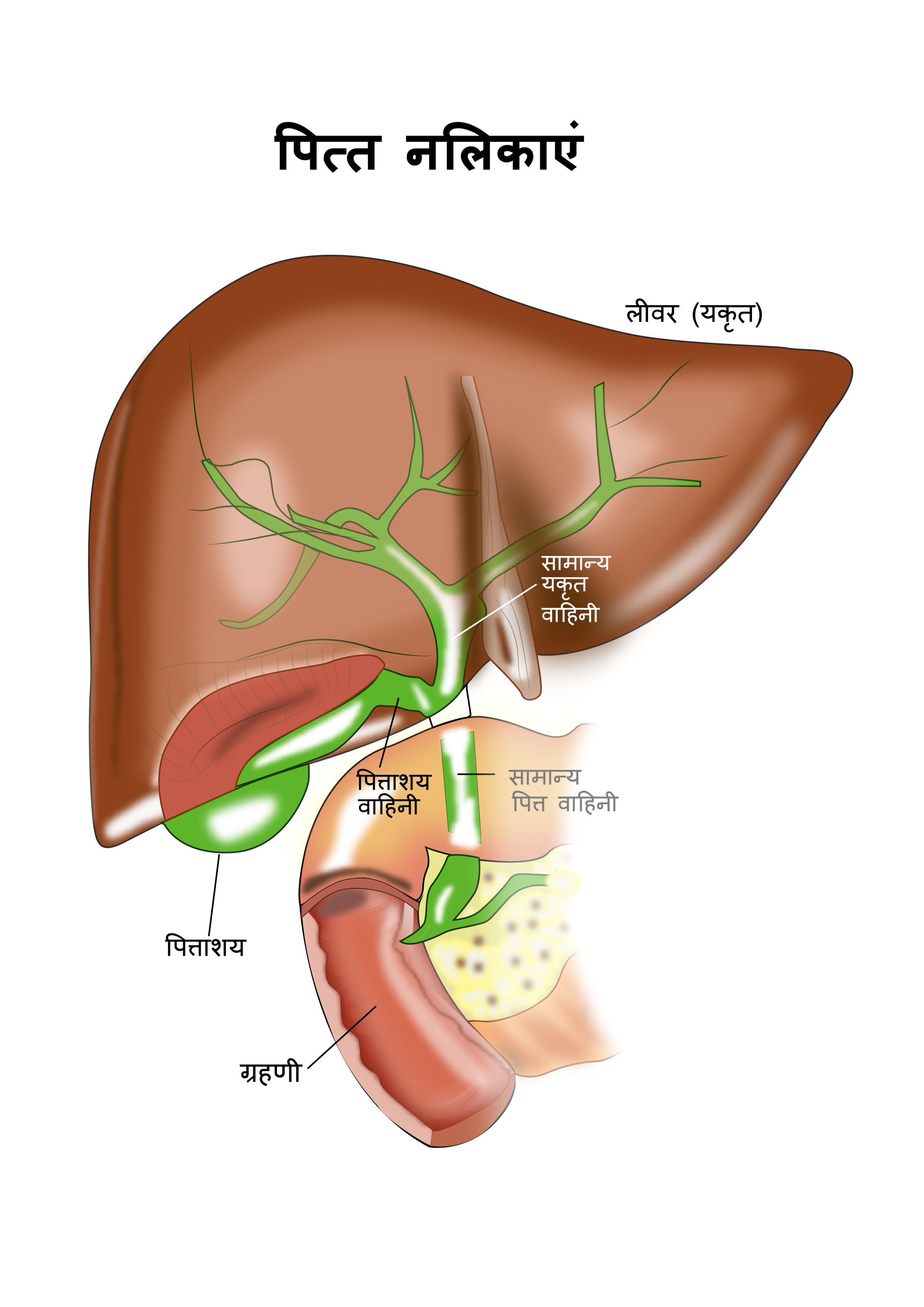 Gallbladder