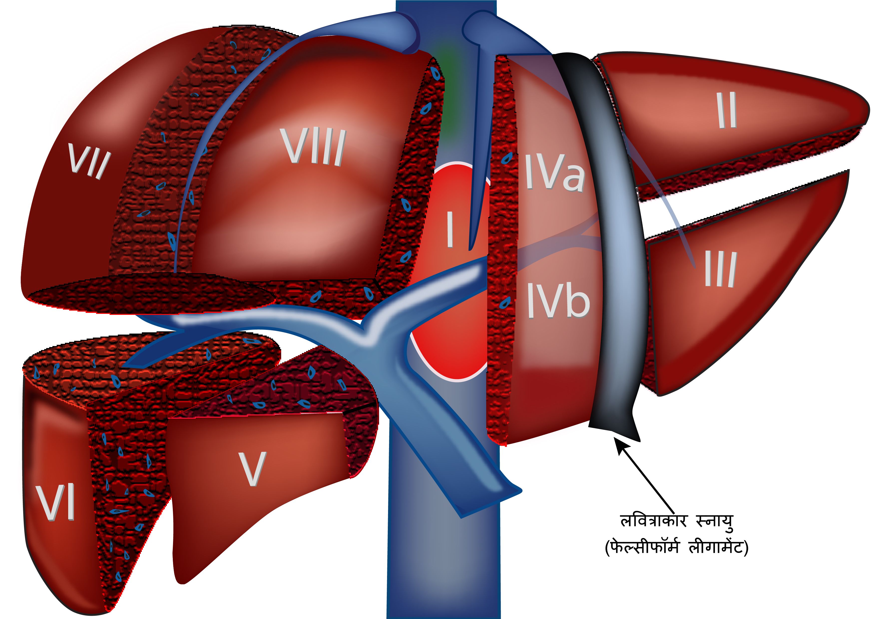 HepatocellularCancer