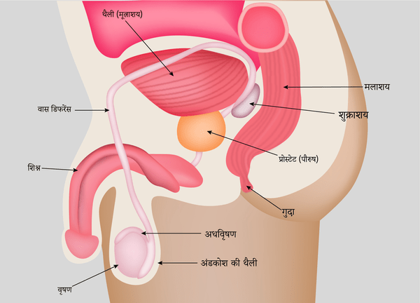 ProstateGland