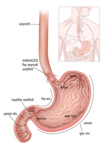 stomach